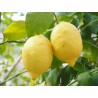 Ambientador Mikado Flor-fruta 125 ml 