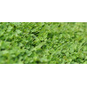 Trifolium Repens Microclover 1 kg
