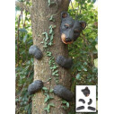 OSO DEL BOSQUE