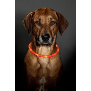 Collar LED Perro 70 cm 2