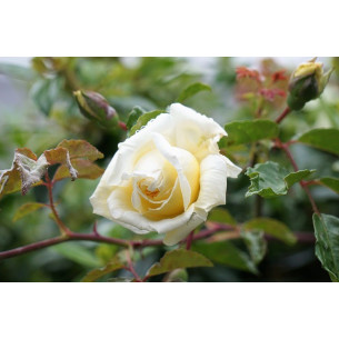 AMBIENTADOR MIKADO FLOR-FRUTA 125 ml 2