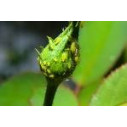Insecticidas